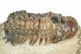 Bargain, Crotalocephalina Trilobite - Foum Zguid, Morocco #273066-1